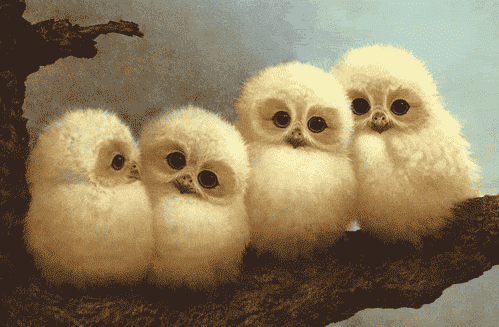 I love owls...♥