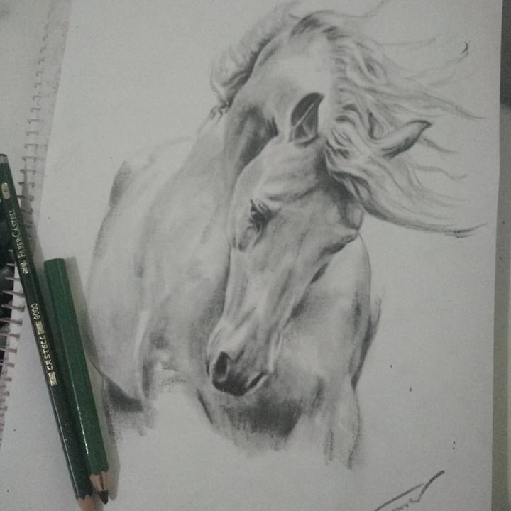 sketch_cavalo_metade